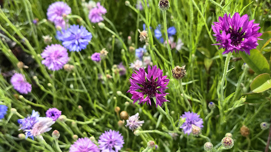 What are some affordable and beautiful spring home décor ideas？